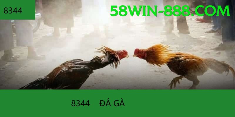 Đá Gà Trực Tiếp - 58win